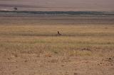 TANZANIA - Serengeti National Park - Avvistamento Ghepardi - 2